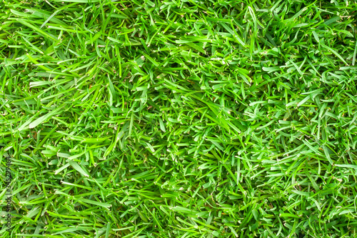 Green Grass Texture From Golf Course For Background.