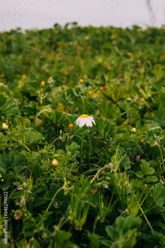 Spring in Fasli, Paphos, Cyprus photo