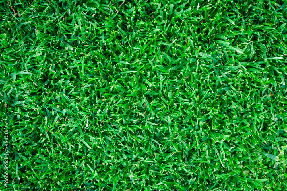 Green grass background texture. Green lawn texture background. top view. Green grass background texture. Green lawn texture background. top view.