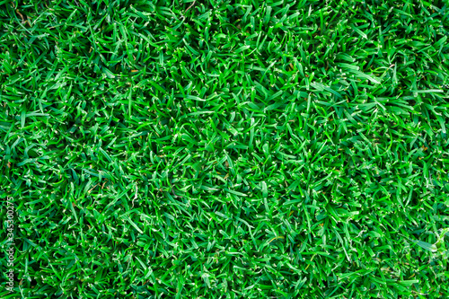 Green grass background texture. Green lawn texture background. top view.
