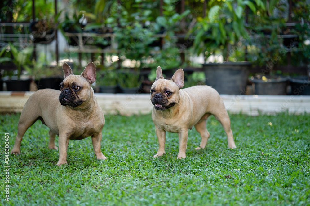 Cute french bulldog playing  at garden.