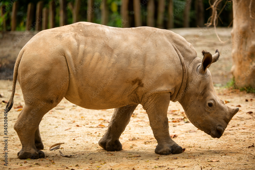 Naklejka premium Southern white rhinoceros or southern square-lipped rhinoceros (Ceratotherium simum simum)