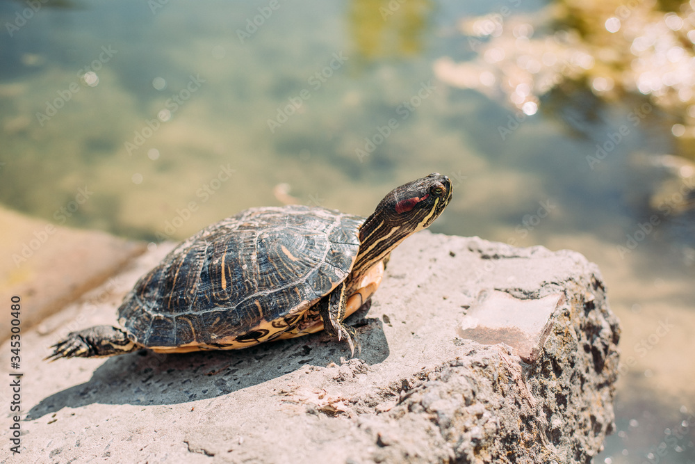 turtle stone lake park sun relaxation warm turtle stone lake park sun relaxation warm