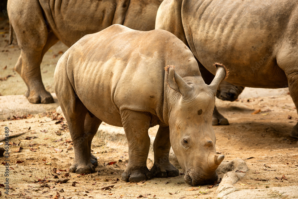 Southern white rhinoceros or southern square-lipped rhinoceros (Ceratotherium simum simum) Southern white rhinoceros or southern square-lipped rhinoceros (Ceratotherium simum simum)