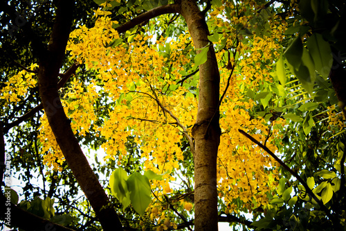Beautiful Yellow flower. Kerala vishu festival, seasonal flower with branches 