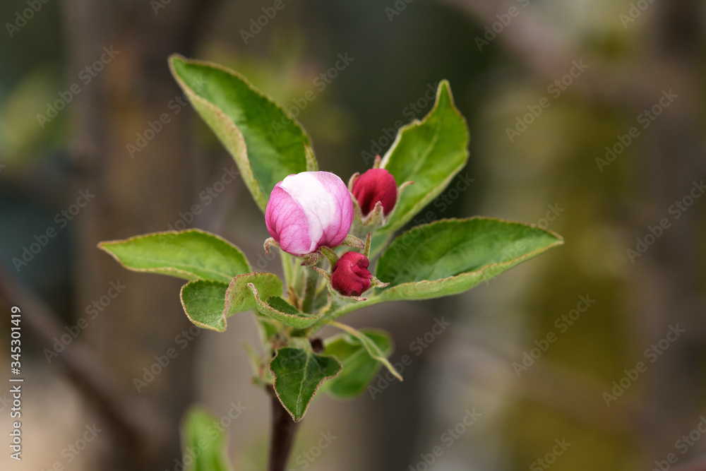 beautiful cherry blossoms, cherry blossom in spring beautiful cherry blossoms, cherry blossom in spring