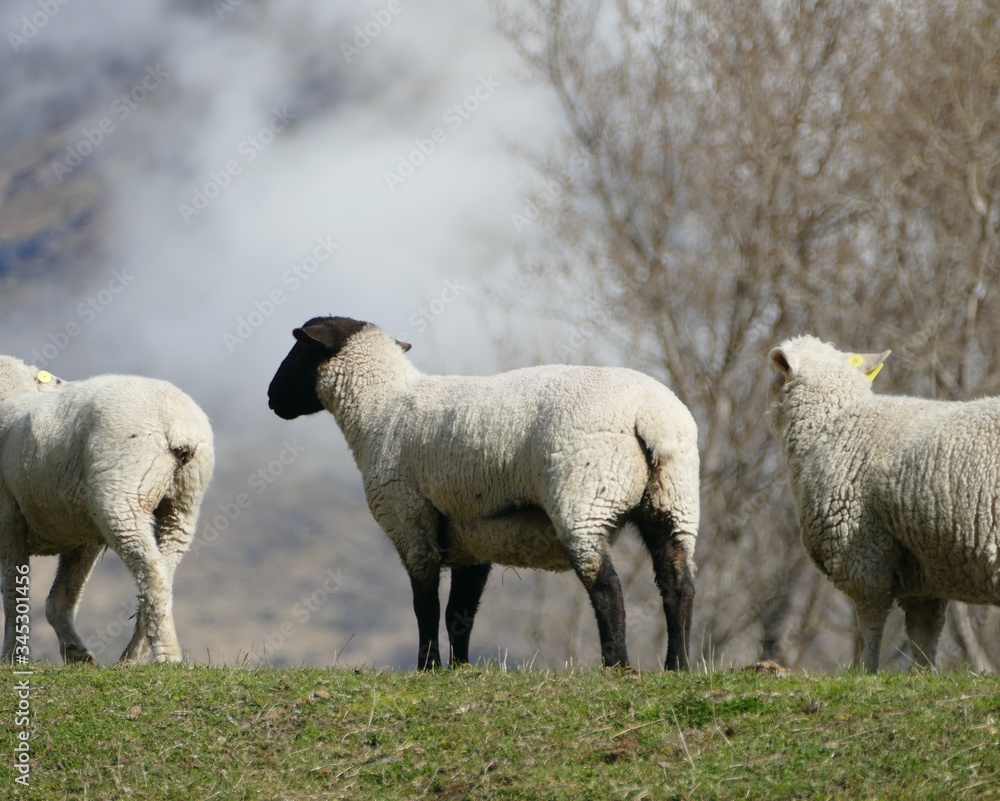 Sheep butt, new zealand sheep фотография Stock | Adobe Stock