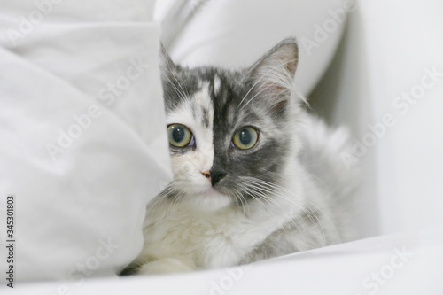 Unique cat, pretty kitten, pretty cat, staying at home, cat at home