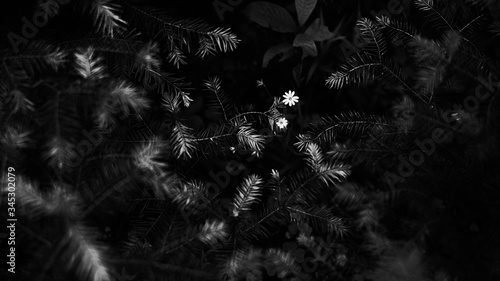 summer forest and flowers