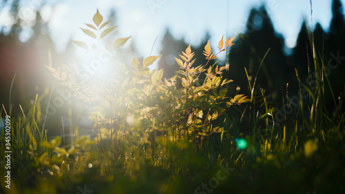 summer forest and flowers