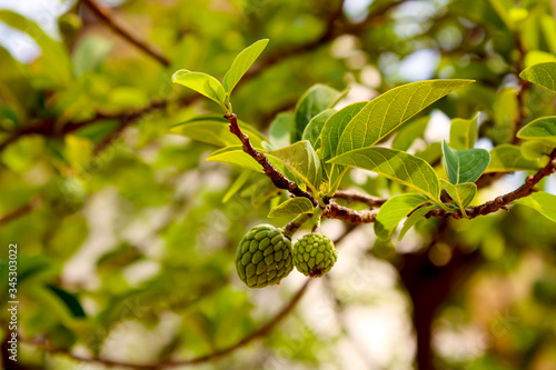 Fresh sugar apple on tree in the garden tropical fruit custard apple on nature green background / Annona sweetsop in India. Custard apple
