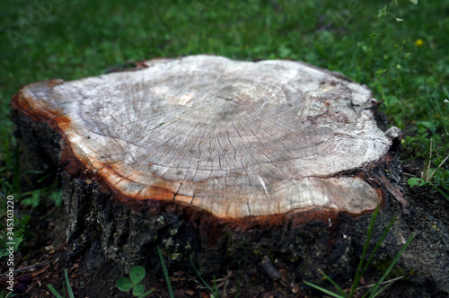 stump after the rain. the rest of the tree