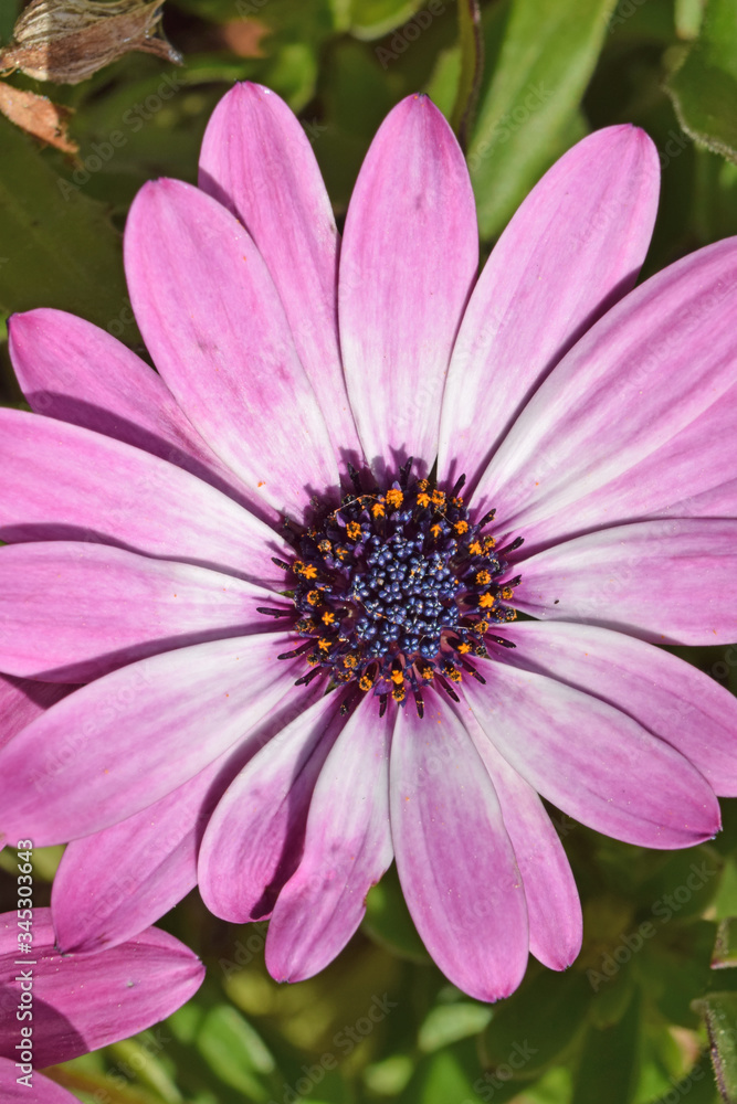 Jardin : Marguerites du Cap.