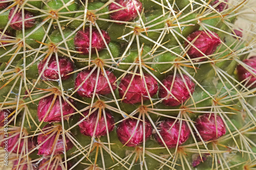 Jardin : cactus au début de sa floraison. photo