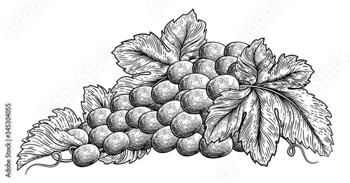 A bunch of grapes on vine with leaves in a woodcut etching style