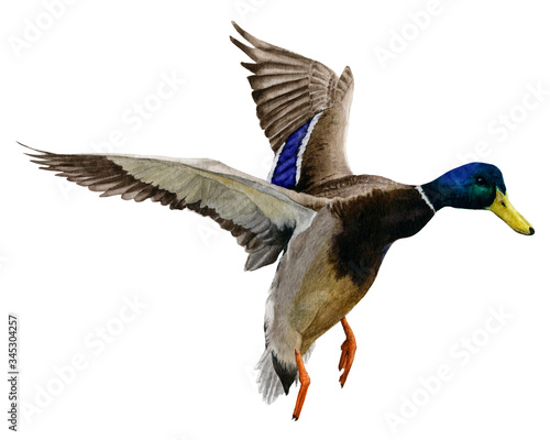 Photo Picture of a flying drake (duck) hand drawn in watercolor isolated on a white background