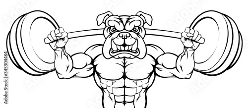 A bulldog dog animal body builder sports mascot weight lifting a barbell