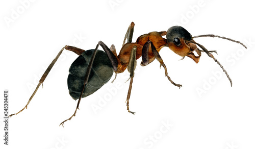 Picture of the ant hand drawn in watercolor isolated on a white background