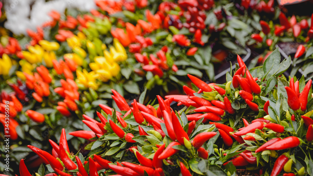 Bunches of red and yellow decorative peppers on sale in a flower market. Bunches of red and yellow decorative peppers on sale in a flower market.