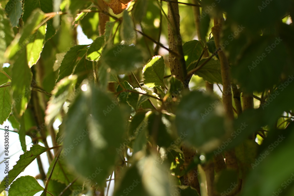 Fototapeta premium Fresh natural plants bathed in soft sunlight and drops of lovely water reflecting and adding texture
