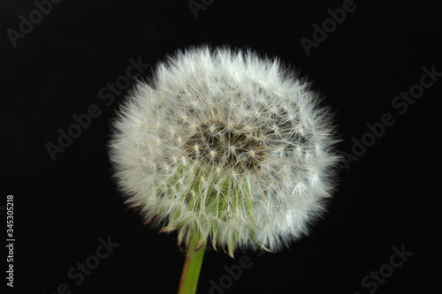  dandelion on stem with seeds on black background