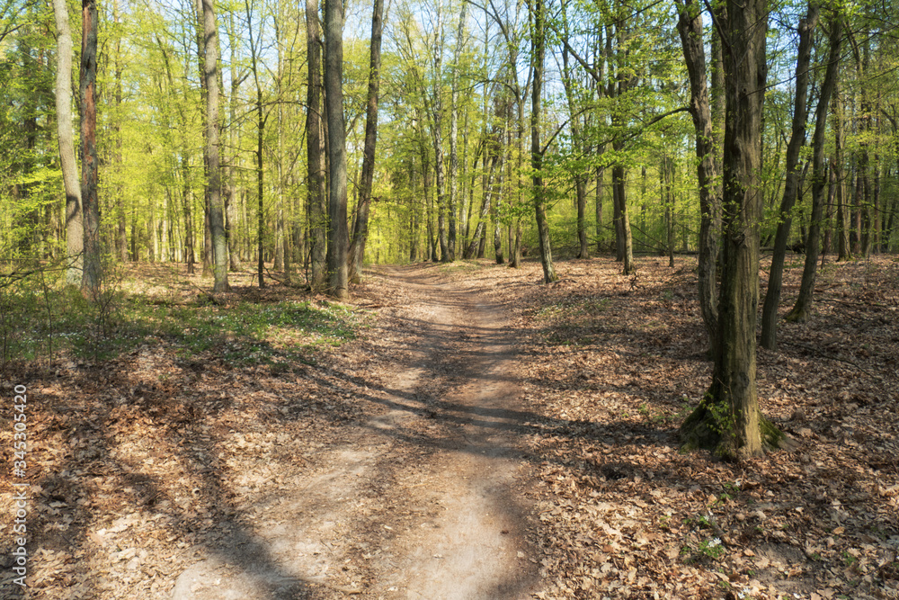 Fototapeta premium Wiosna w lesie