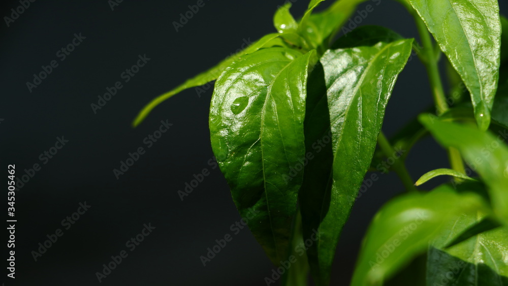 Andrographis paniculata leaves on a dark background Andrographis paniculata leaves on a dark background