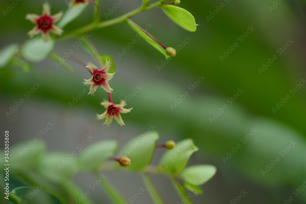 Macro of Phyllanthus pulcher, or Thai name for Wan Thorani San and has medicinal value Macro of Phyllanthus pulcher, or Thai name for Wan Thorani San and has medicinal value