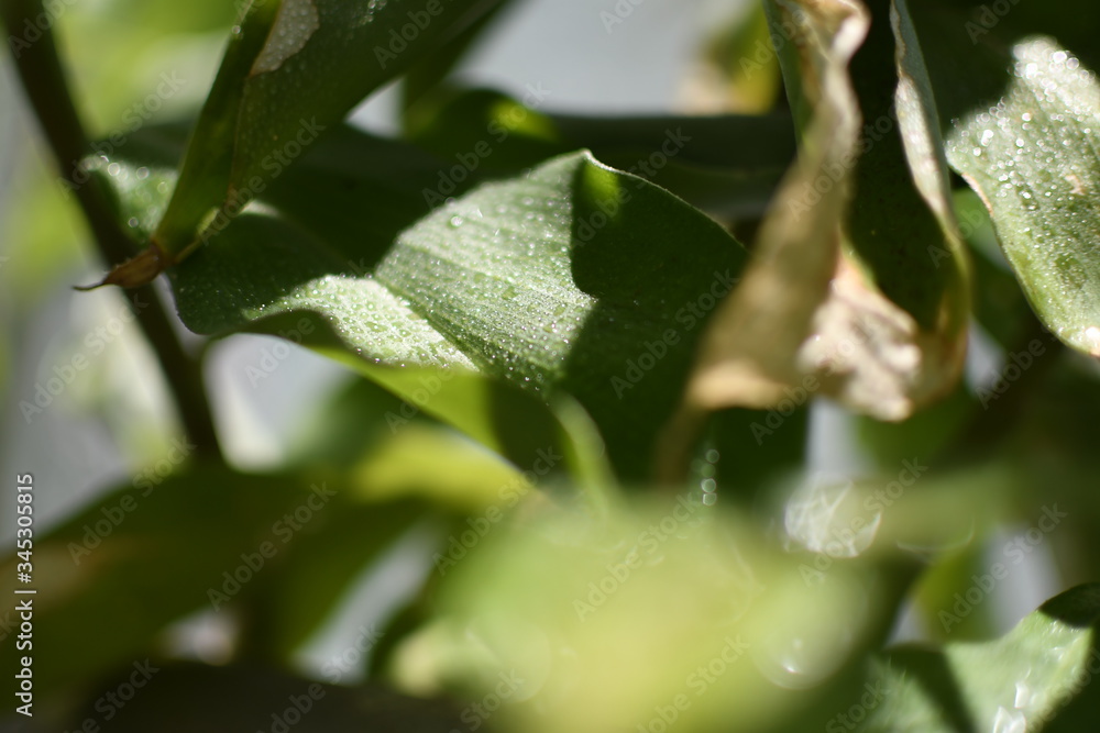 Fresh natural plants bathed in soft sunlight and drops of lovely water reflecting and adding texture Fresh natural plants bathed in soft sunlight and drops of lovely water reflecting and adding texture