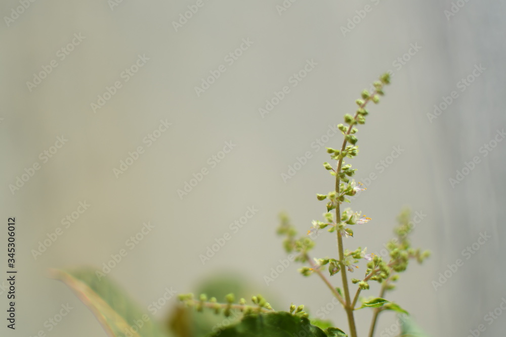 Fresh natural plants bathed in soft sunlight and drops of lovely water reflecting and adding texture Fresh natural plants bathed in soft sunlight and drops of lovely water reflecting and adding texture