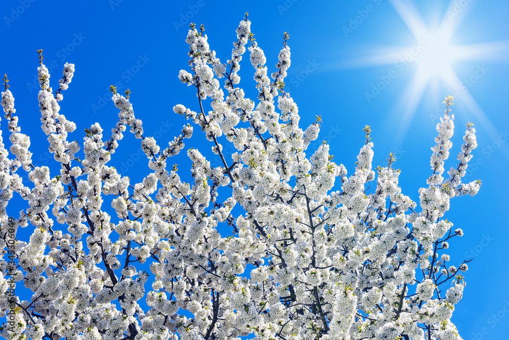 Baumkrone eines Kirschbaums in der Blüte bei Sonnenschein mit Blendenflecken Baumkrone eines Kirschbaums in der Blüte bei Sonnenschein mit Blendenflecken