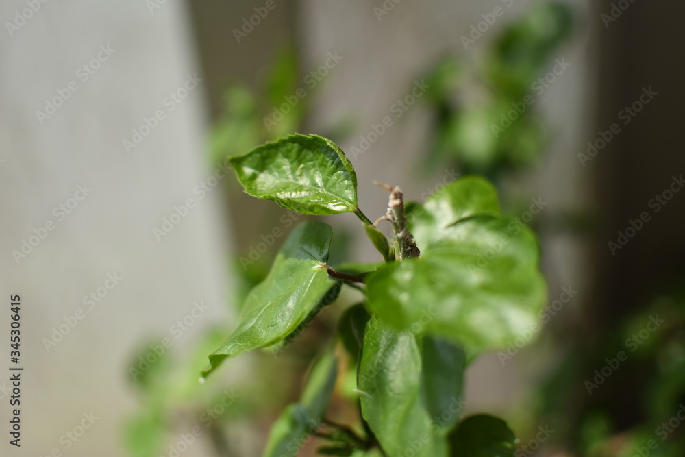 Fresh natural plants bathed in soft sunlight and drops of lovely water reflecting and adding texture Fresh natural plants bathed in soft sunlight and drops of lovely water reflecting and adding texture