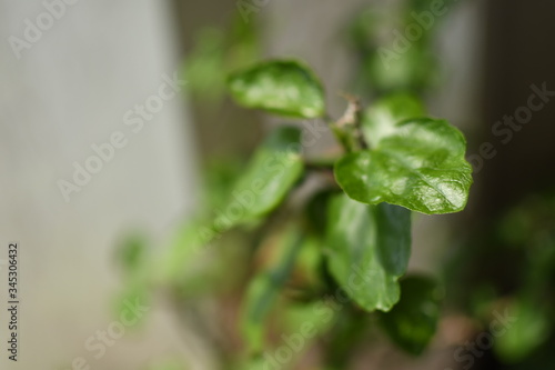 Fresh natural plants bathed in soft sunlight and drops of lovely water reflecting and adding texture