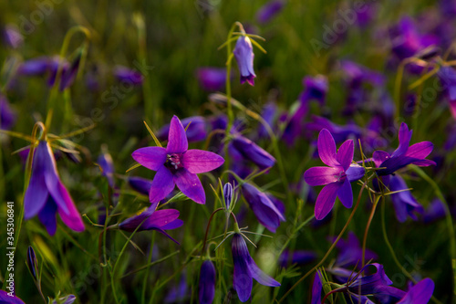 wild violet flowers