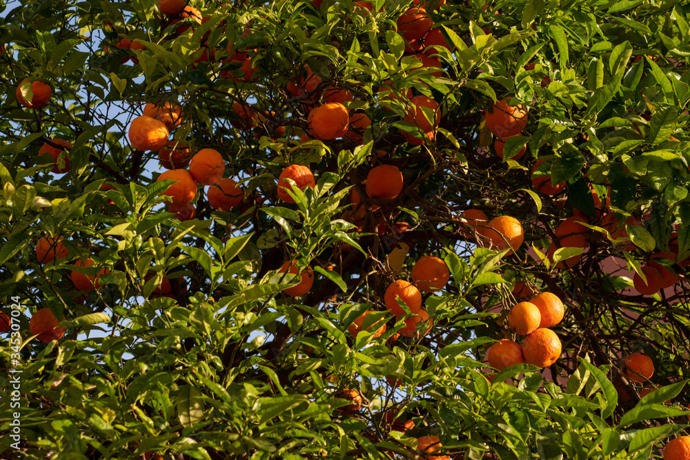 Green leaves and oranges on the tree