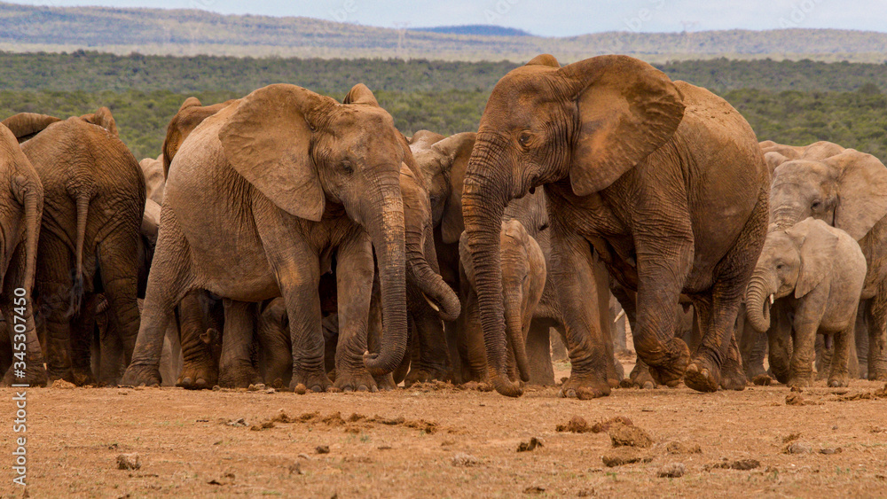 Fototapeta premium Elephants gathering in South Africa.