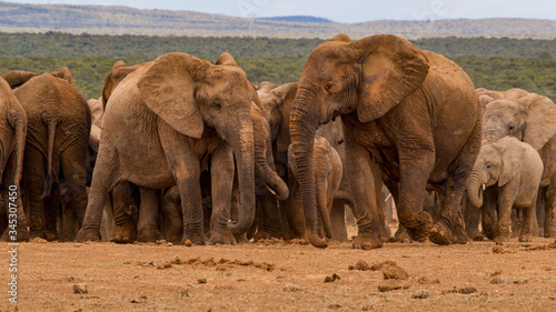 Elephants gathering in South Africa.