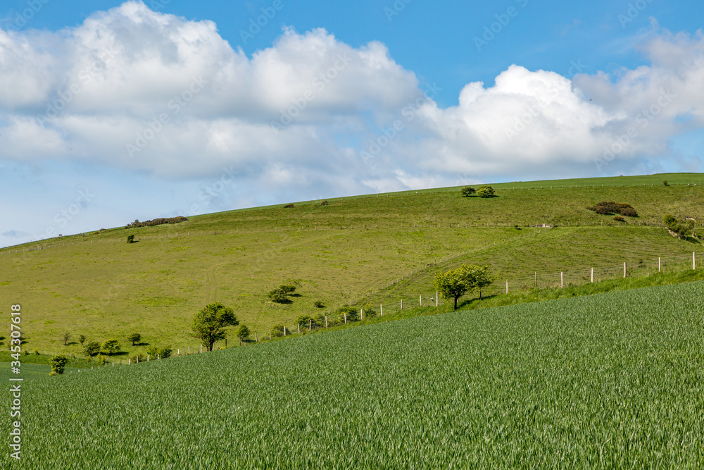 Crops growing in a field in the South Downs on a sunny spring day