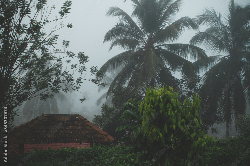 Naklejka premium tropical forest with palm trees