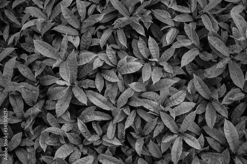 Black and white leaves pattern background, Natural background and Natural wallpaper