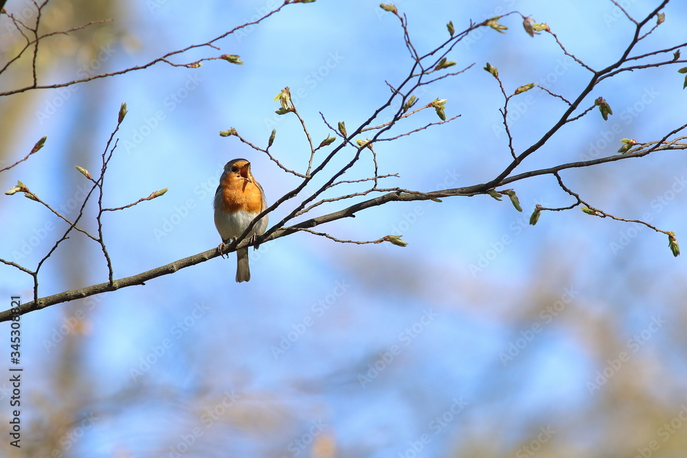 Rotkehlchen - Vogel - Erithacus rubecula Rotkehlchen - Vogel - Erithacus rubecula