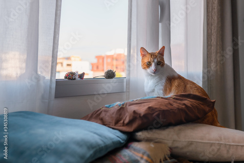 gato blanco y marron tras almohadas azules frente a la ventana, deja de mirar el exterior para mirar atras