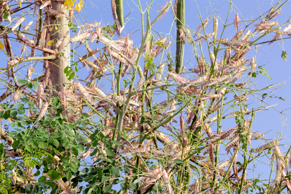 Swarm of locusts in Al Ain United Arab Emirates Swarm of locusts in Al Ain United Arab Emirates