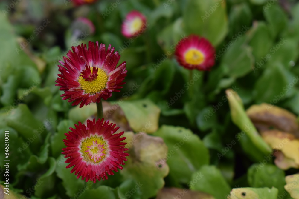 Red and yellow flowers Red and yellow flowers