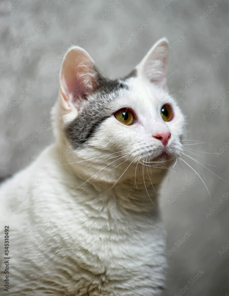 white with gray spots cat