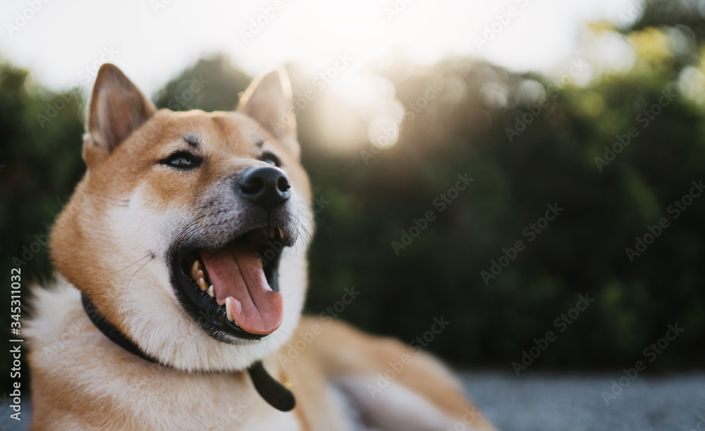 Fototapeta premium emotions surpraise dog close up rest on background sun flare, chilling shiba inu leisure on green park, pet relaxing on nature, animal relax trip, mockup copy space