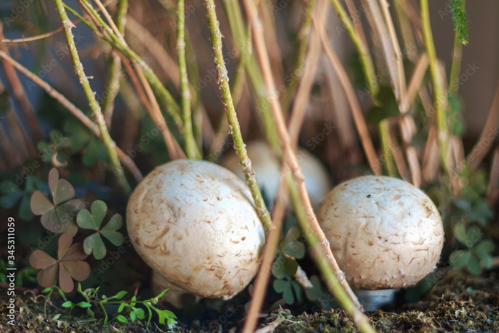 Obraz premium Białe grzyby na ziemi w lesie jesienią