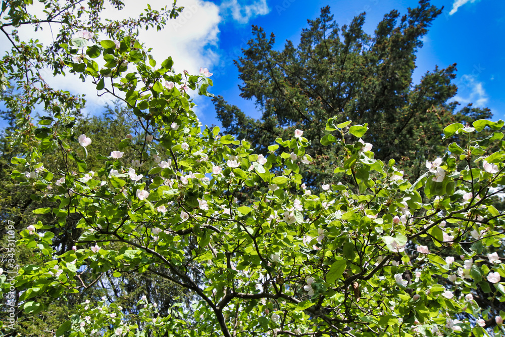 Frühlingstag - Quittenblüten - Baum