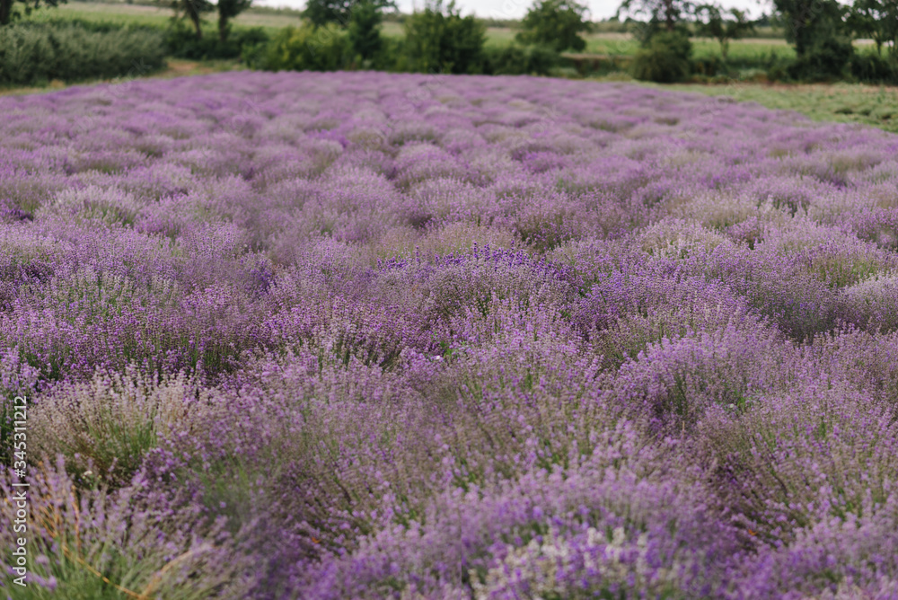 Lavender bushes in the field. Blooming lavender. Sunset gleam over purple flowers of lavender. Provence region of France. Field of Lavender, Lavandula angustifolia, Lavandula officinalis. Lavender bushes in the field. Blooming lavender. Sunset gleam over purple flowers of lavender. Provence region of France. Field of Lavender, Lavandula angustifolia, Lavandula officinalis.