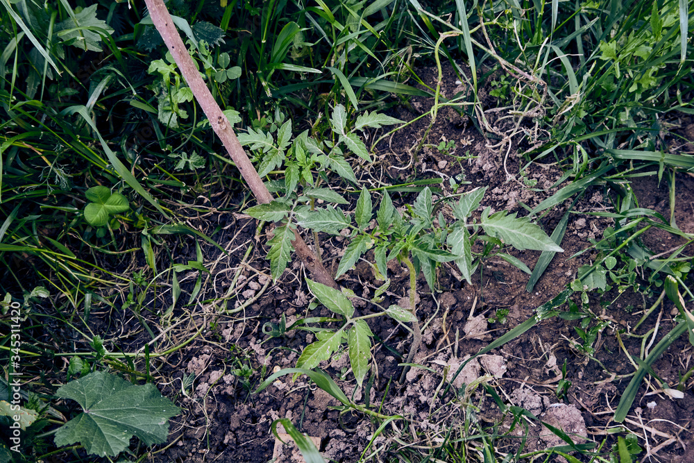 Fototapeta premium Growing of organic tomato plants